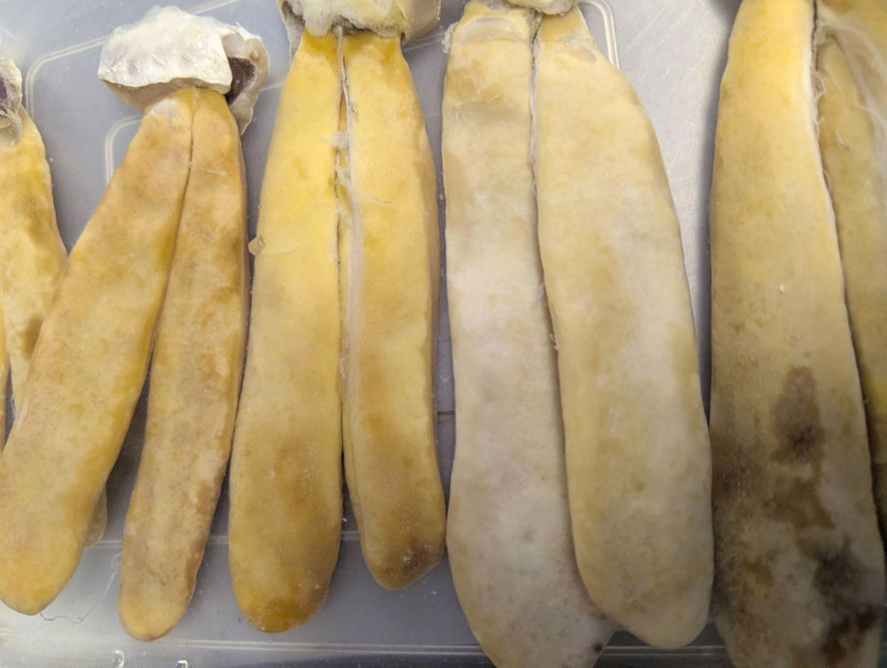 カラスミ塩抜き