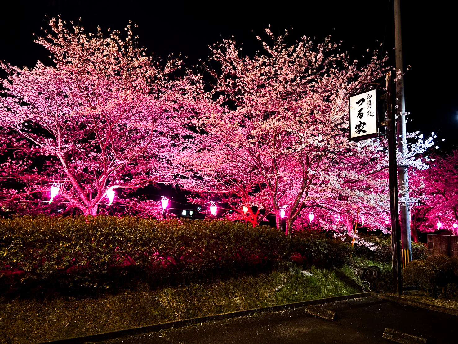 夜桜